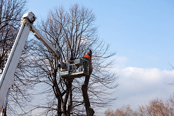 Best Arborist Consultation Services  in Lone Grove, OK